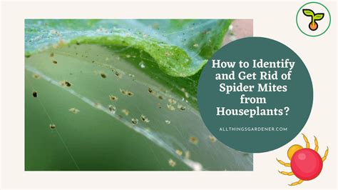 How To Identify And Get Rid Of Spider Mites From Houseplants Heres