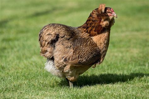 Top 15 Most Beautiful Chicken Breeds Of All Time Run Chicken Run Chicken
