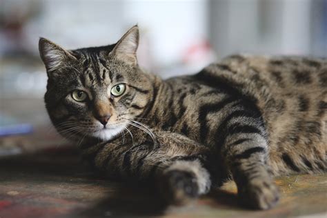 A Quel âge Un Chat Est Il Adulte Lâge De Maturité