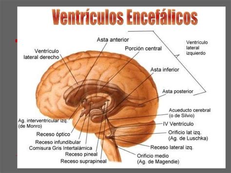 Clase 3 De Neuroanato Morfologia Interna 3 Lis