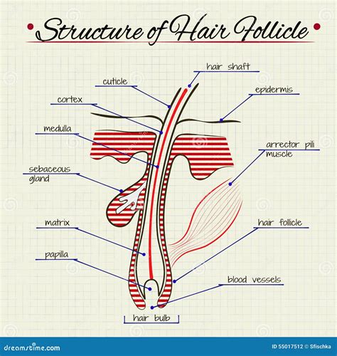 The Structure Of Human Hair Stock Vector Illustration Of Home School
