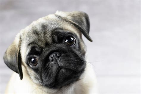 Are Pugs Hypoallergenic Or Will They Trigger Your Symptoms The