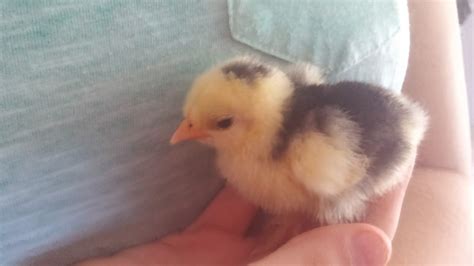 Bantam Chicks Breed Identification Backyard Chickens Learn How To Raise Chickens