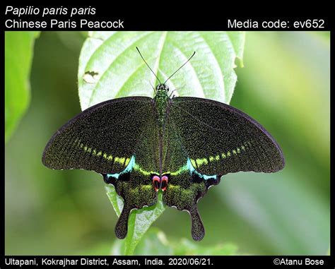 Papilio Paris Linnaeus 1758 Paris Peacock Butterfly