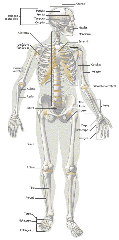 El Sistema Oseo Humano Esquema Del Esqueleto Reverasite
