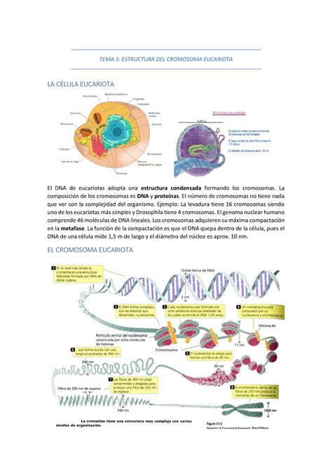 Tema Estructura Del Cromosoma Eucariota Fuentes Molecular Tema Hot