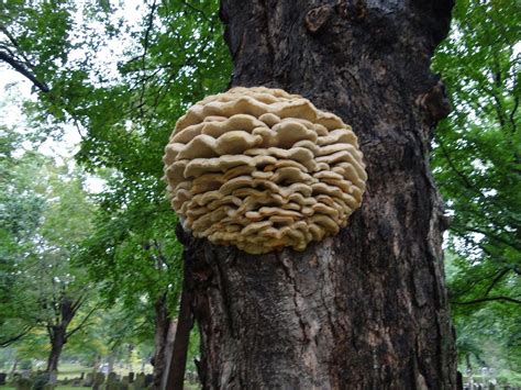 Pin On Mush Mellows Mushrooms