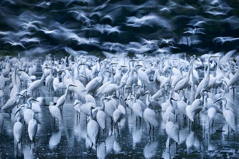 Bigpicture Natural World Photography Competition Now Accepting