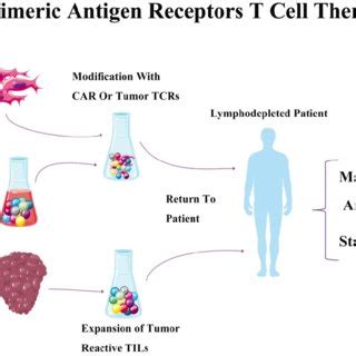 Chimeric Antigen Receptors T Cell Therapy The Process Of Chimeric