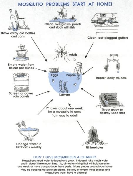 Asian Tiger Mosquito