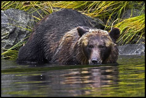 Cai Priestleys Wildlife Photography Blog The Great Bear Rainforest