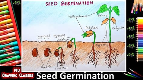How To Draw Germination Of Seed Diagram Step By Step Plant Growth