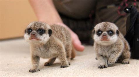 Super Cute Baby Meerkats Explore The Outside World For First Time