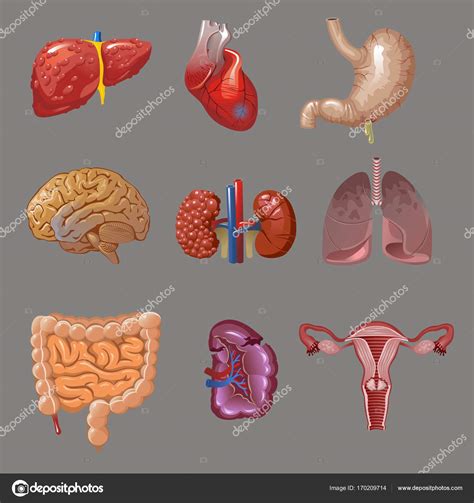 Arriba 92 Imagen De Fondo Silueta Del Cuerpo Humano Y Sus Partes Alta