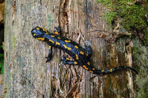 The Fire Salamander Salamandra Salamandra Is Possibly The Best Known
