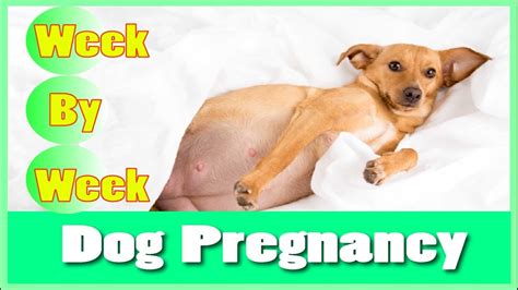 What Are The Stages Of Dog Pregnancy