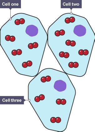 The cell of a human or plant is the smallest functional and structural unit. BBC Bitesize - National 5 Biology - Transport across ...