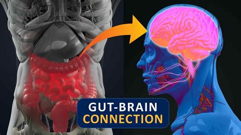 The Gut Brain Connection How A Healthy Diet Can Reduce Anxiety And