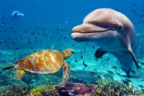 Animals Underwater Sea Life Fish Dolphin Turtle Jzk200