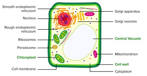 Which Plant Cell Organelle Uses Light Energy To Produce Sugar