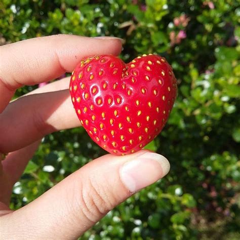 Last Year I Grew A Heart Shaped Strawberry Heres To This Years