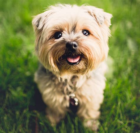 From middle english dogge (whence also scots dug (dog)), from old english dogga, docga, of uncertain origin. Best Male Dog Names - 200 Great Ideas For Naming Boy Puppies!