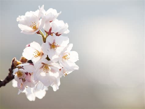 フリー写真素材：桜（クローズアップ） Fotocook