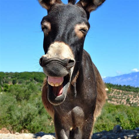 Worlds Greatest Gallery Of Laughing Donkeys