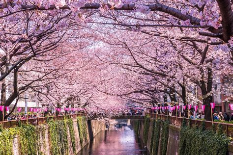15 Contoh Gambar Pohon Bunga Sakura Yang Lagi Viral Informasi