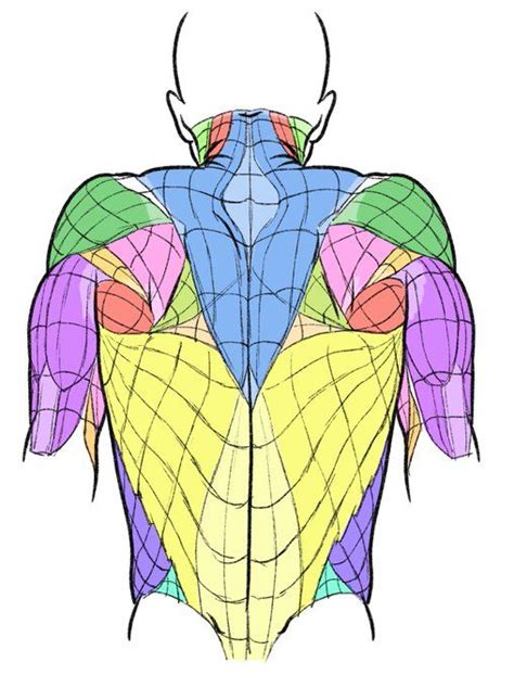 Kato Anatomy On X Anatomy Art Art Reference Human