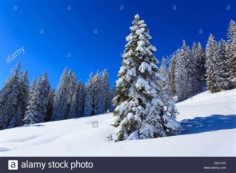 Image Result For Norway Spruce In Snow Norway Spruce
