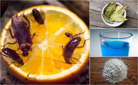 How To Get Rid Of Cockroaches 11 Home Remedies That Really Work