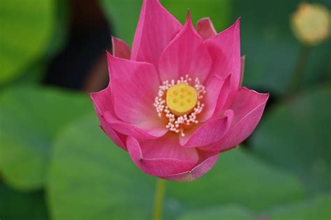 29 Misty Rain In Spring Lotus Excellent Blooming Micro Lotus All