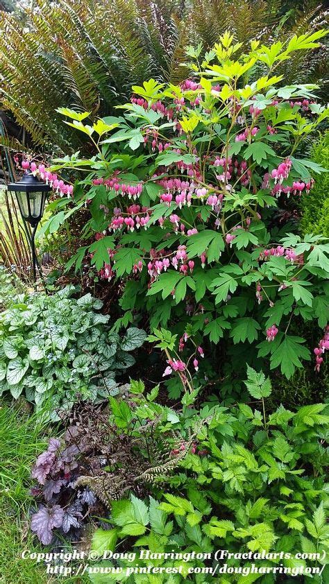 Spring 2016 Shade Plants In One Of My Borders Ferns Bleeding Hearts