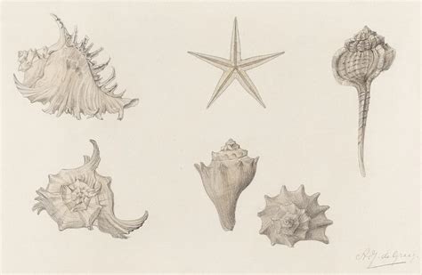 Shells By Julie De Graag Free Photo Illustration Rawpixel