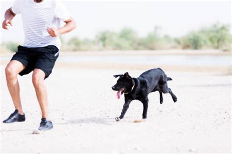 Person Chasing Dog Stock Photos Pictures And Royalty Free Images Istock