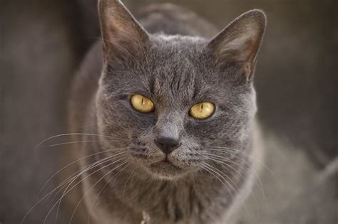 Catbreedswithpictures.com | cat breeds directory by users around the world : Korat Cat Pictures and Information - Cat-Breeds.com