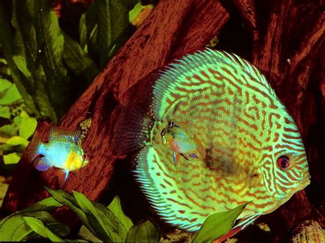 Diskusfische vom zertifizierten händler online kaufen. Patric Buschhoffs Welt der Fische - Diskusfische - Zucht