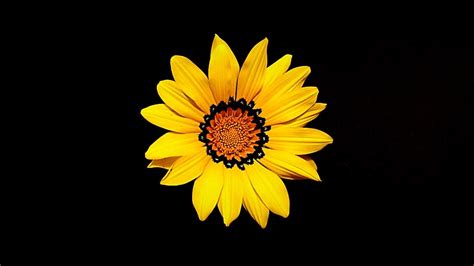 Sunflower 1080p 2k 4k 5k Hd Wallpapers Free Download Wallpaper Flare