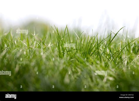 Grass Hi Res Stock Photography And Images Alamy