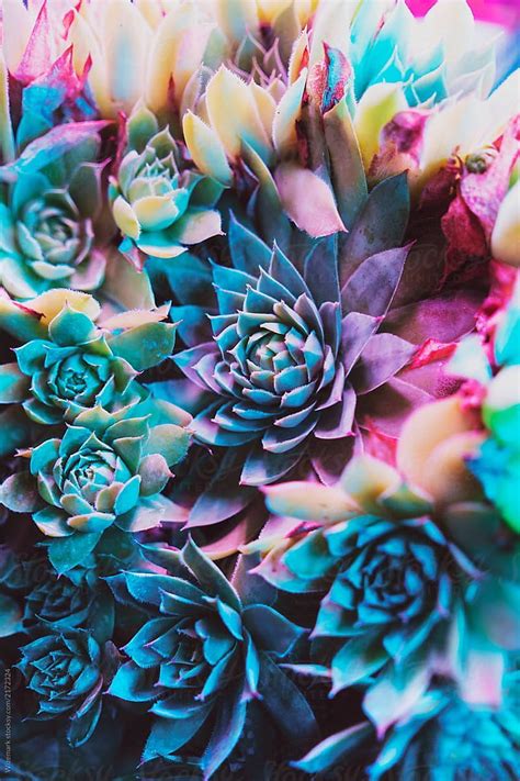 Vibrant Colorful Succulent Plants By Es Hd Phone Wallpaper Pxfuel