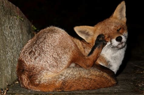Bold Vixen Health Update Fox Photo Series Everything Is Permuted