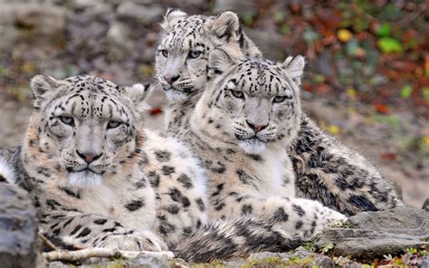 My Wallpaper Collection Beautiful Snow Leopards Part 1