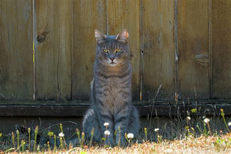 Gray Tabby Cat Sitting By Fence Photograph By David Gn Fine Art America