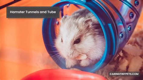 Do Hamsters Use Tunnels And Tubes Maximizing Space For Your Hamster