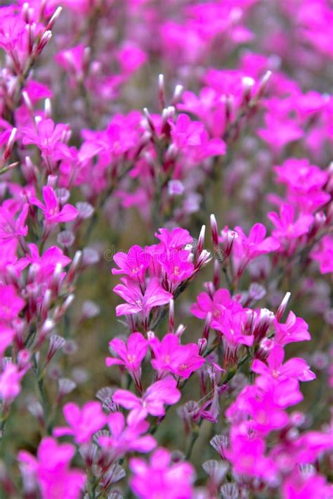 Pink Wildflowers Grow Near The Coastline Of The Pacific Ocean In