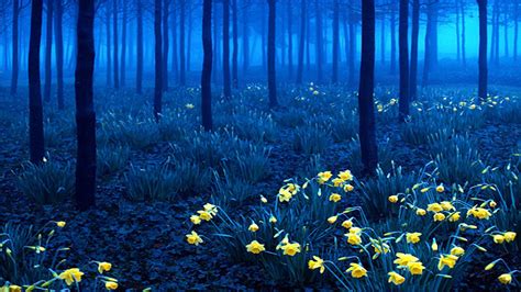 Blue Forest Wallpapers Top Free Blue Forest Backgrounds Wallpaperaccess