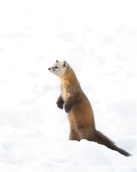 Pine Marten Martes Americana Standing In Algonquin Park Canada In