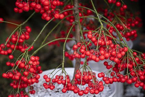 Viburnum Berries Red Free Photo On Pixabay
