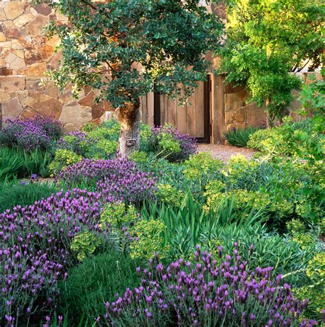 Spanish Lavender Lavandula Stoechas Has Deep Purple Rabbit Ears